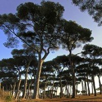 pinewood